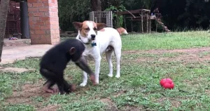 Câinele salvat de cimpanzei