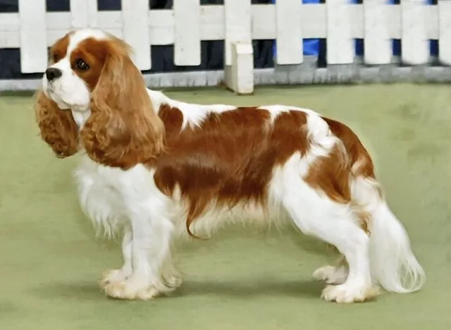 Cavalier King Charles Spaniel, Sursă foto Wikipedia