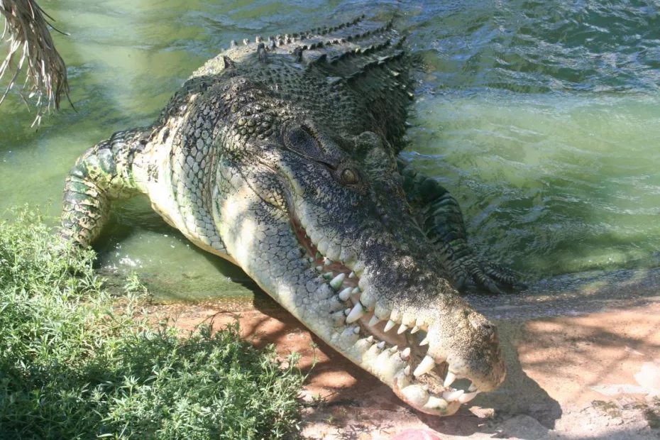 Crocodilii au foste niște adevărați eroi!