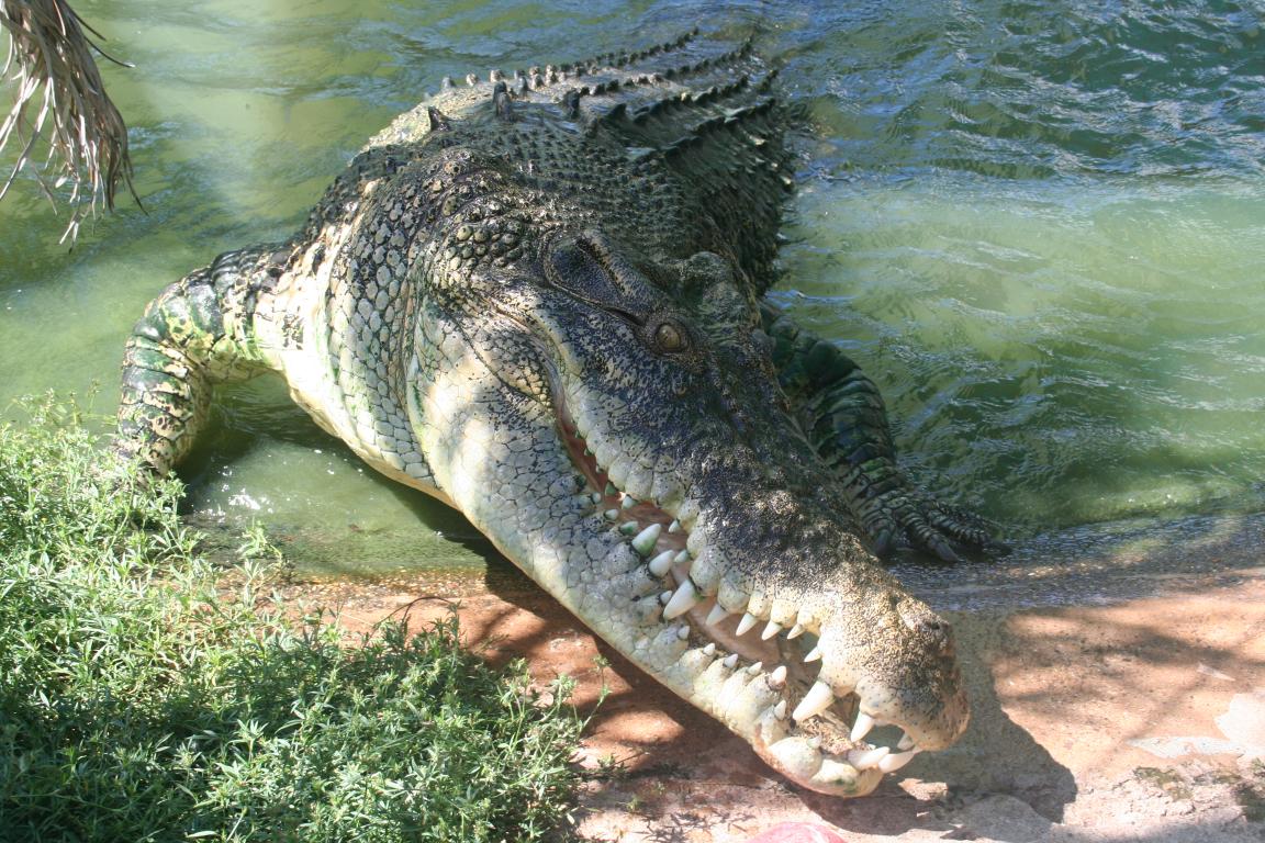 Curiozități despre animale: Un crocodil în apă