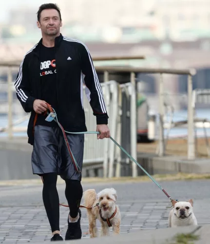 Hugh Jackman cu patrupezii săi la plimbare