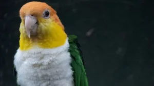 Papagal Caique