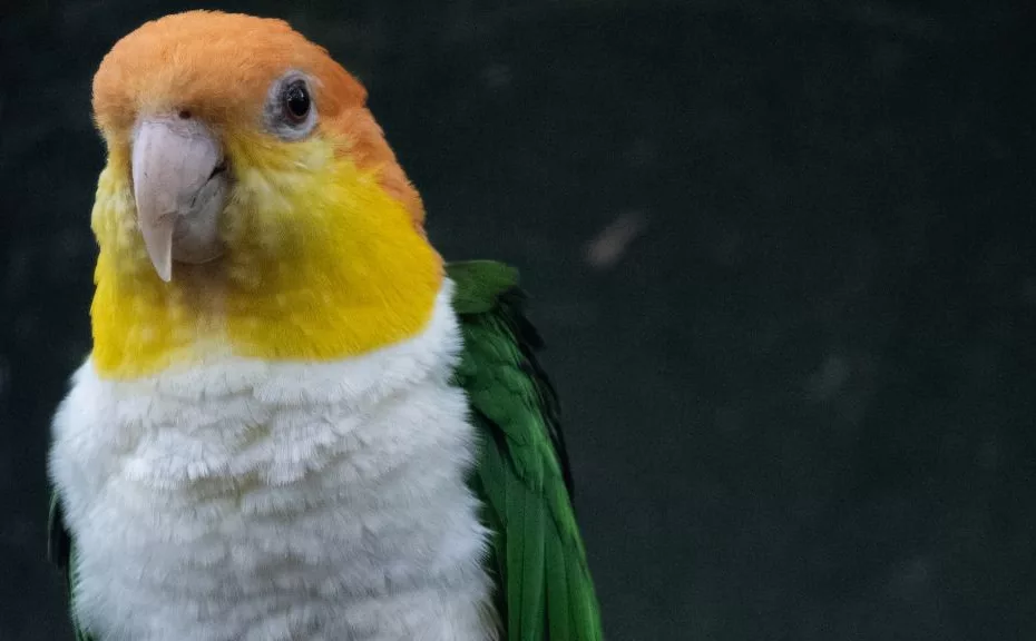 Papagal Caique