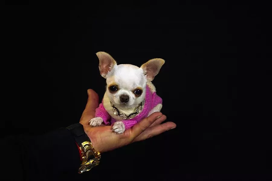 Pearl, un Chihuahua, care a spart recordul, Sursa foto: Guiness World Records