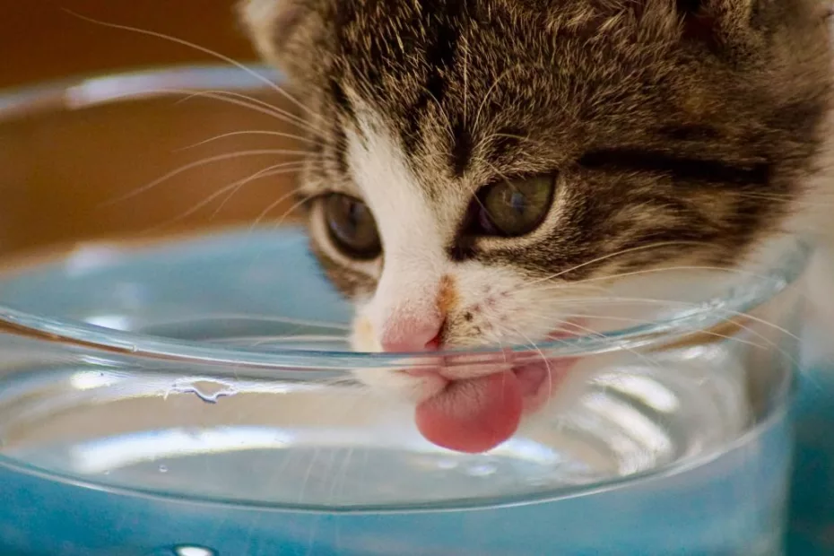 Pisica care bea apa din pahar