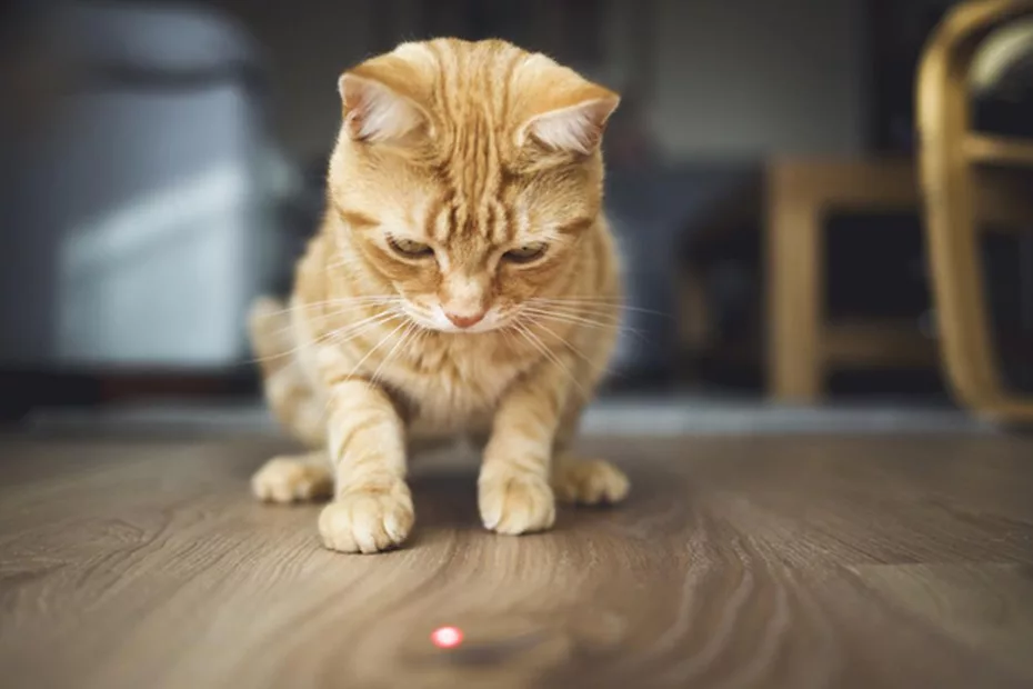 Pisica ta adoră să se joace cu laserul?