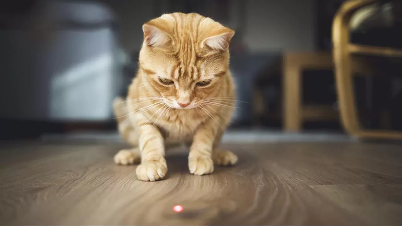 Te pregătești să îți iei o pisică: O pisică cu un laser