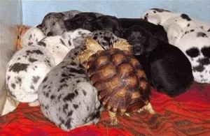 Țestoasa adoptată de o familie de câini