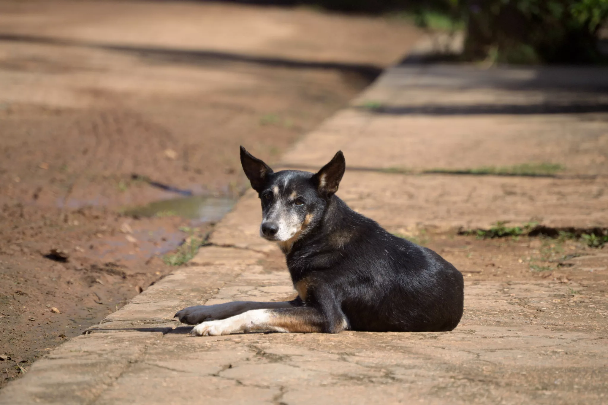 Un câine care stă 