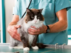  Cum ai grijă de o pisică sterilizată? foto: The Mirror