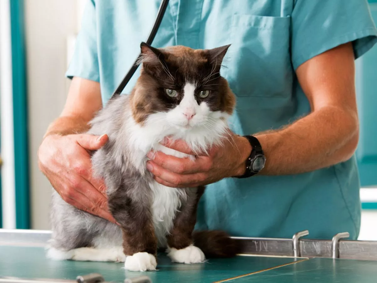 boli letale la pisici; sursă foto: The Mirror