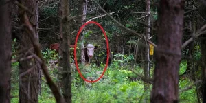 Văcuța Bonnie surpinsă în pădure.
