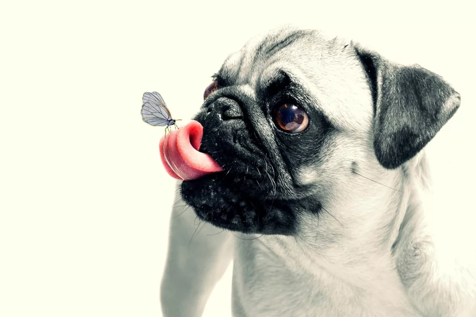 câine cu limba scoasă afara sursă foto: animaledecompanie.ro