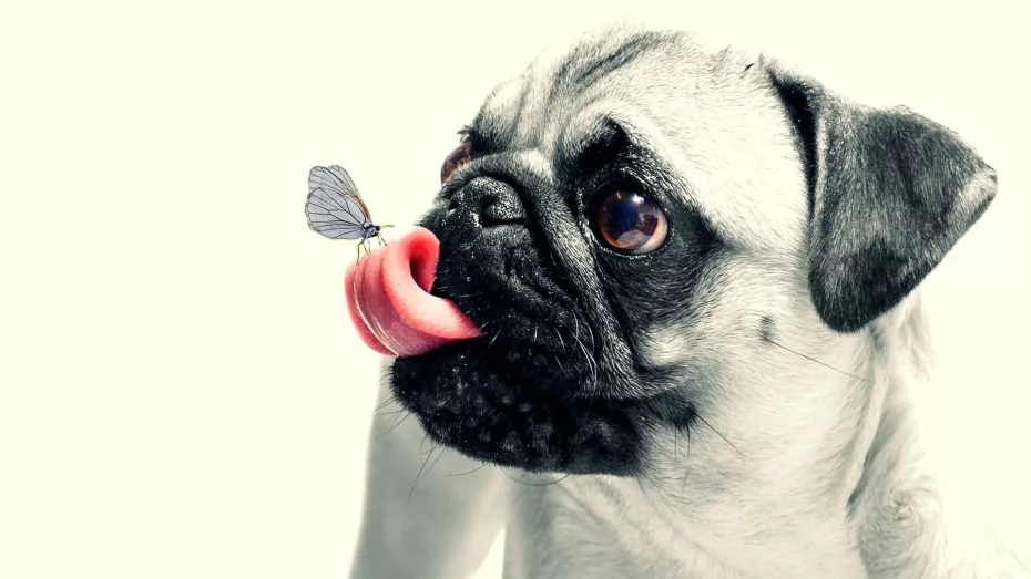 câine cu limba scoasă afara sursă foto: animaledecompanie.ro