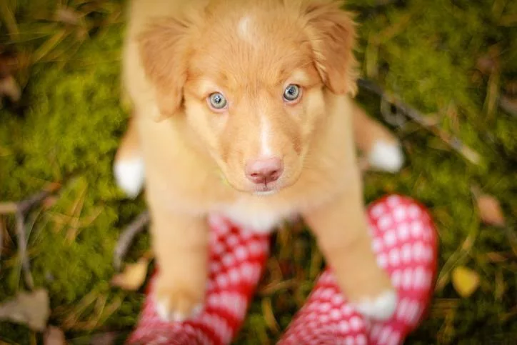 Pui adorabil care stă la picioarele stăpânului său; sursă foto: animalwised.com