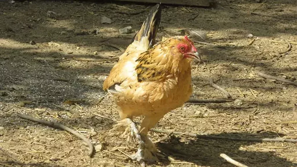 Din cine a evoluat puiul domesticit: Cea mai batrana gaina din lume 