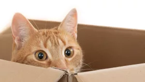 De ce iubește pisica mea cutiile de carton?