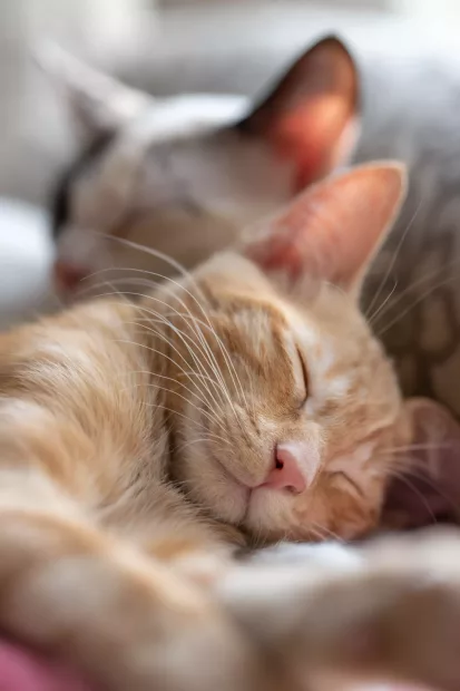 De ce adoră pisica să doarmă lângă capul stăpânului?