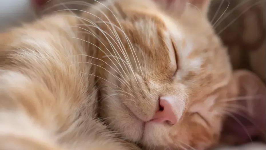 De ce adoră pisica să doarmă lângă capul stăpânului?