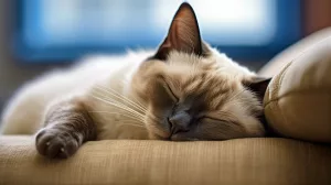 De ce dorm pisicile așa mult?