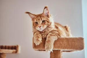 Care sunt cele mai periculoase rase de pisici?