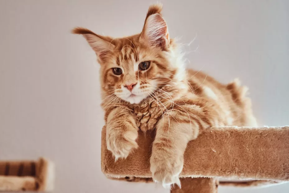 De când au început pisicile să fie animale de companie?