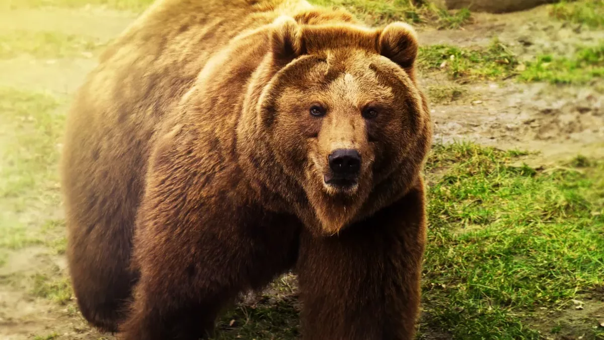 Urșii sunt mai deștepți: Un urs uriaș