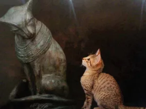 De ce venerau egiptenii pisicile?