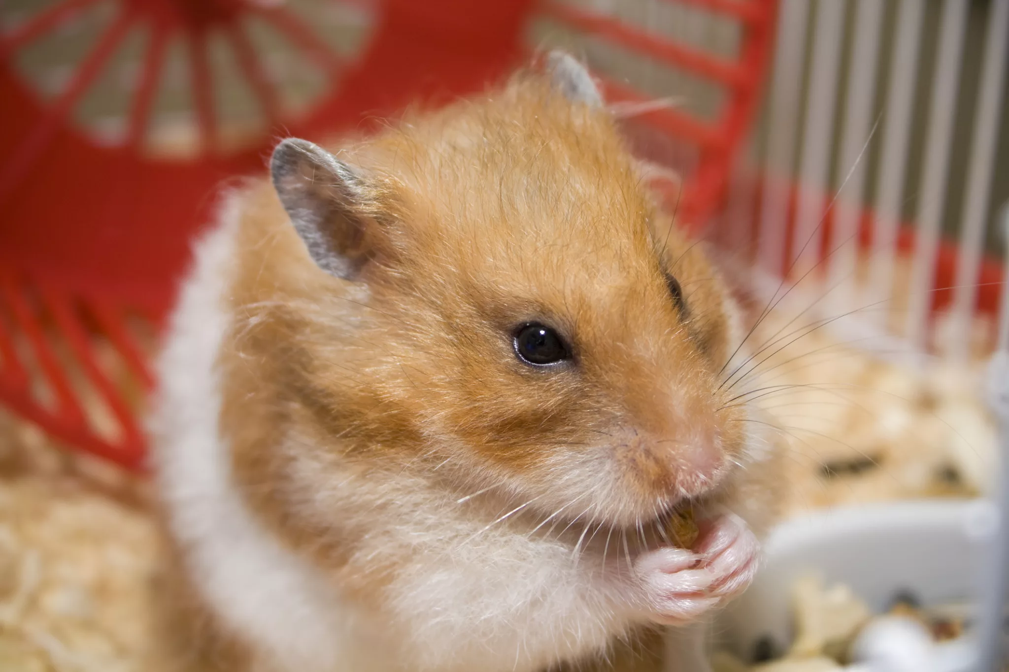 Hamsterul tău te mușcă: Un hamster care ronțăie