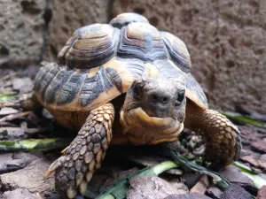 Broască țestoasă în habitatul ei natural. dinți Sursa foto: dreamstime.com