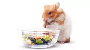 Ce boli poate să-ți afecteze hamsterul?
