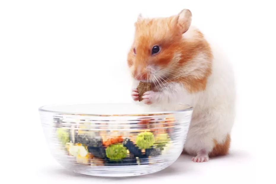 Ce boli poate să-ți afecteze hamsterul?