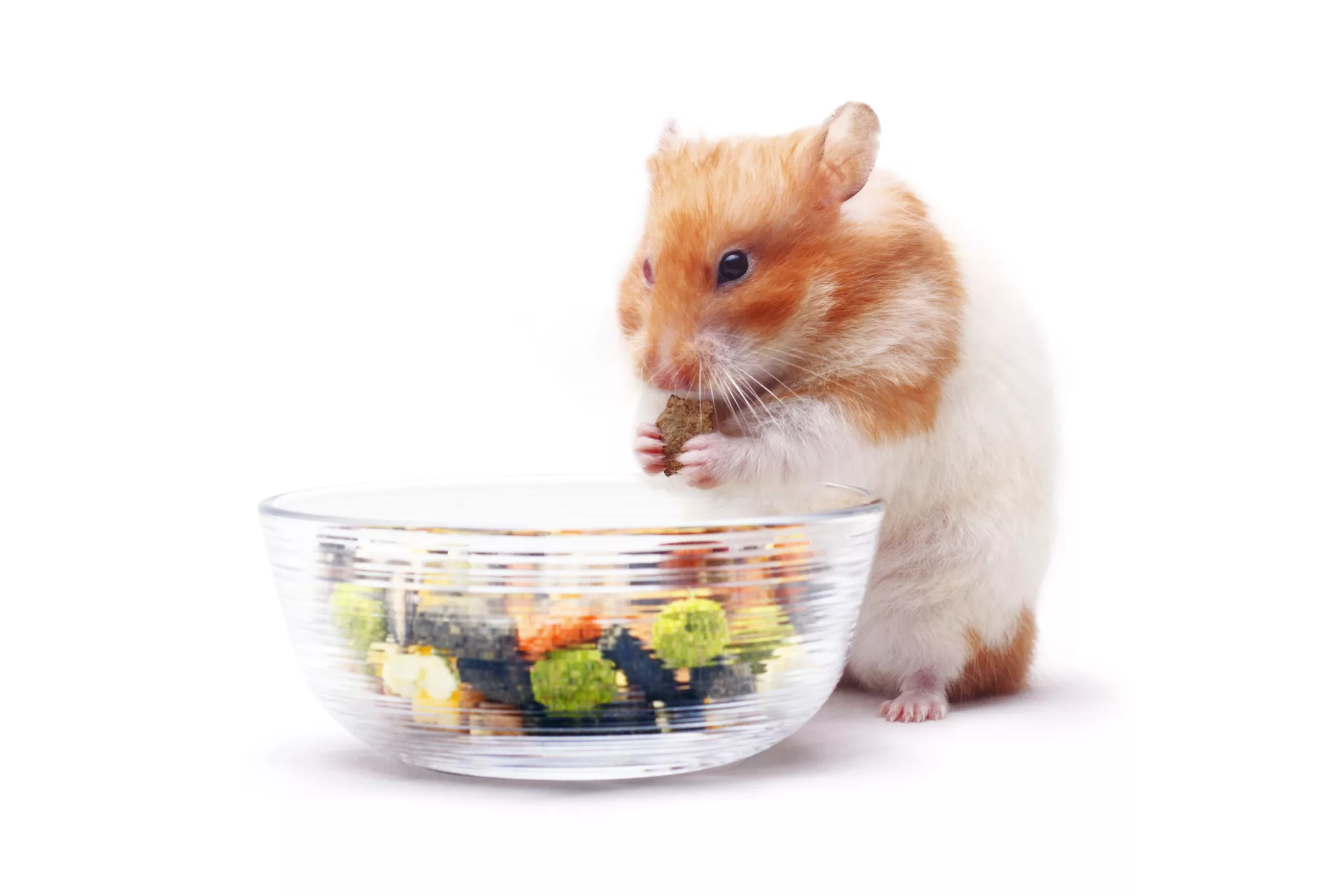 Animale exotice: Un hamster care se răsfață