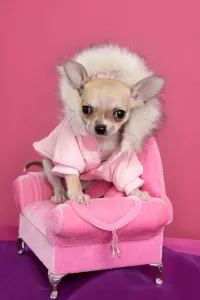 Nume de câini inspirate din filmul Barbie. Caine îmbrăcat cu haine roz. Sursa foto: dreamstime.com