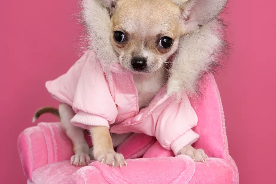 Nume de câini inspirate din filmul Barbie. Caine îmbrăcat cu haine roz. Sursa foto: dreamstime.com