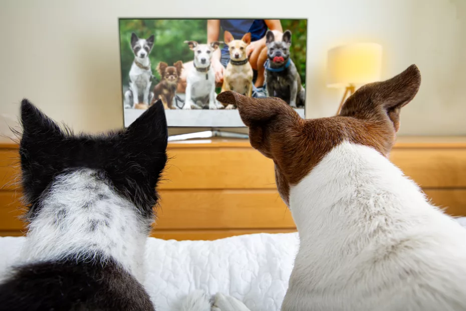 Poate televizorul să reducă anxietatea câinelui? sursa foto dreamstime.com