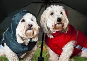 plimbare prin ploaie cu cainele.Doi caini care stau sub umbrela si sunt imbracati corespunzator unei zile ploiase. Sursa foto: dreamstime.com