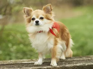 Cele mai bune jucării pentru Chihuahua. Sursa foto: dreamstime.com