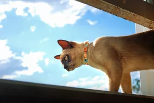Pisicile de interior doresc cu adevărat să iasă afară? Pisică care stă pe balcon și privește în jos. Sursa foto: dreamstime.com