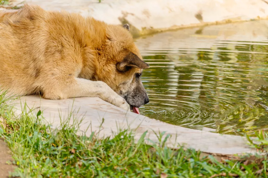 Deshidratarea la câini poate fi periculoasă, sursa foto dreamstime.com