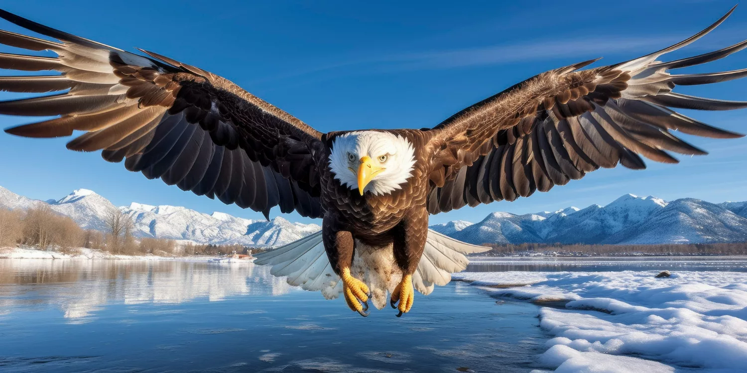 Ce mănâncă vulturii: Vultur în aer