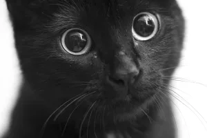 Mituri și legende despre pisica neagră