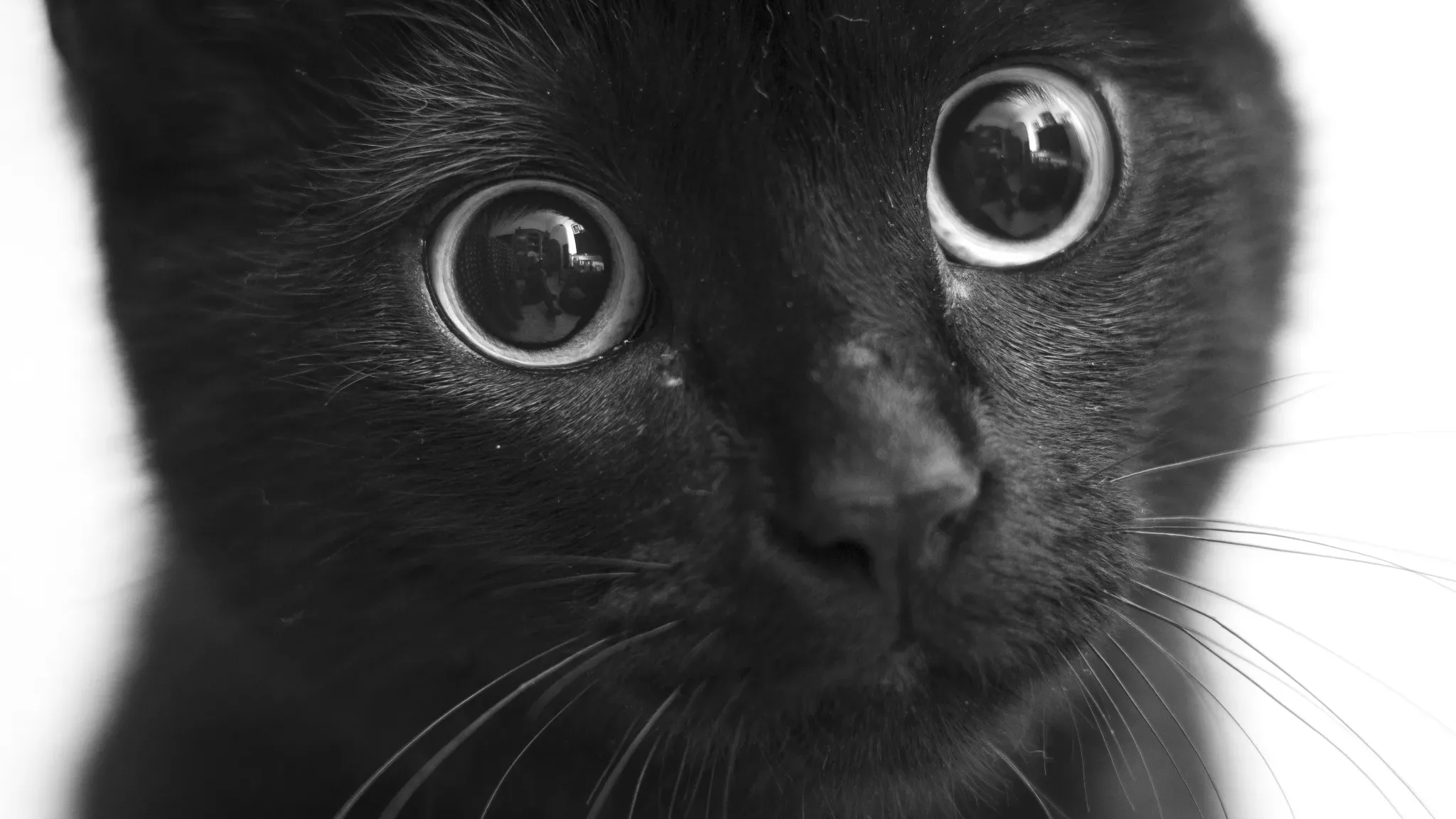 De ce se ascunde pisica ta: Pisică neagră