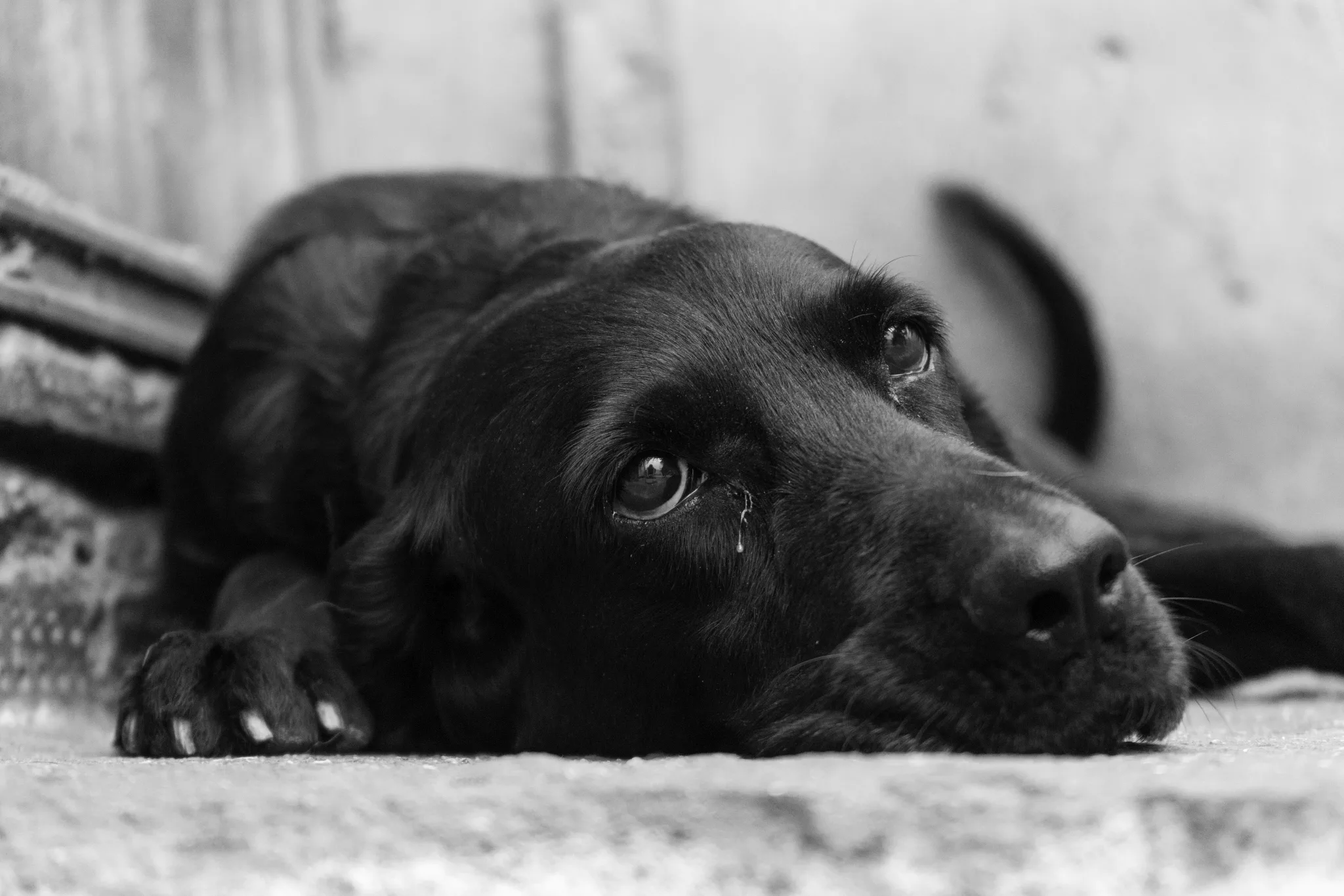 Câine anxios. Ce rase de câini sunt predispuse la anxietate?