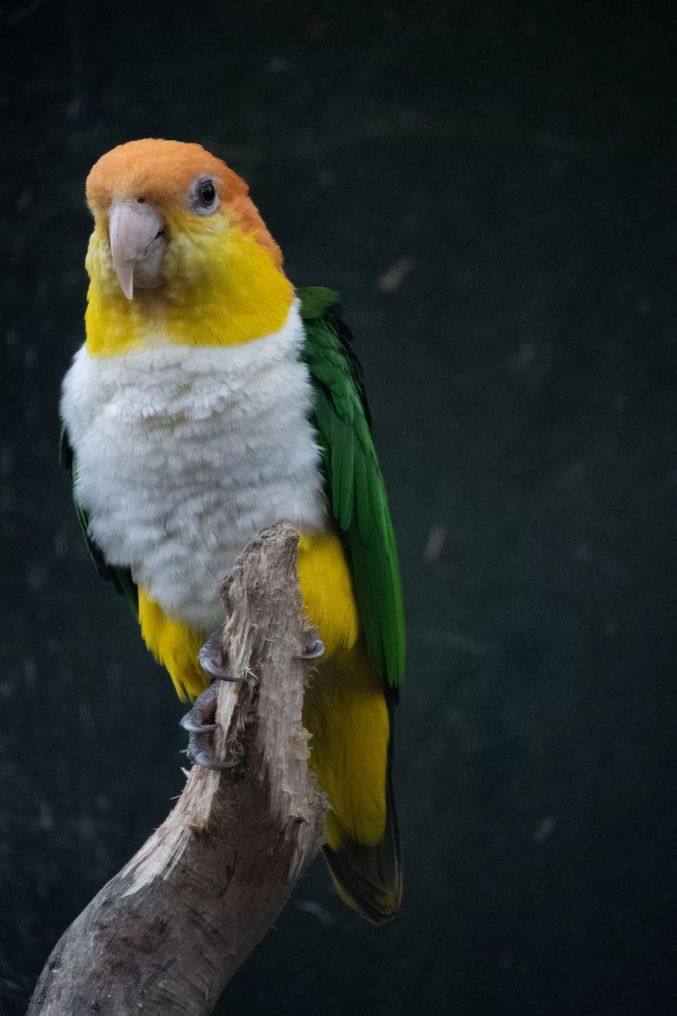 Papagal Caique