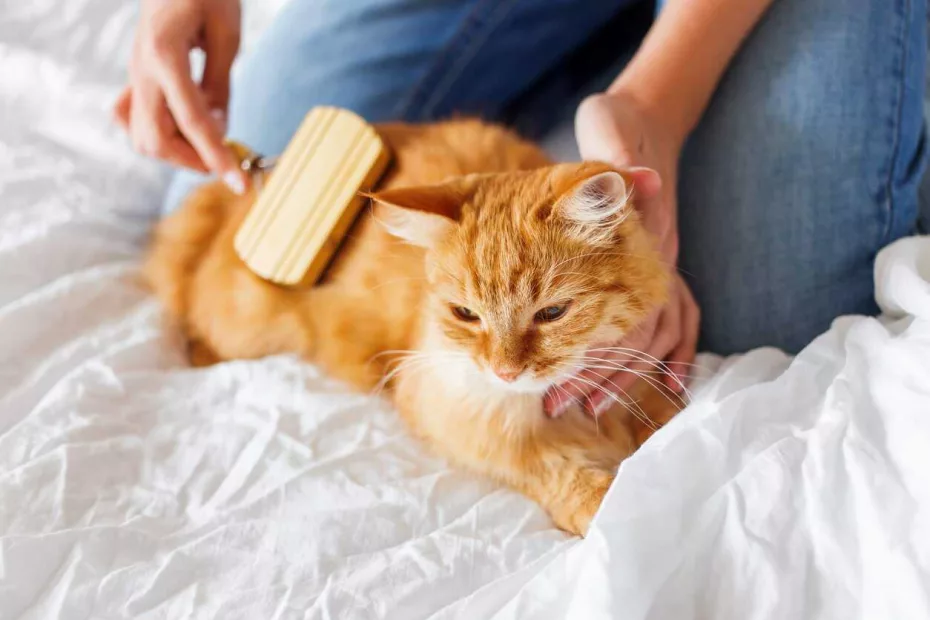 5 tipuri de personalități ale pisicii tale.periajul pisicilor; sursă foto: Pets at home