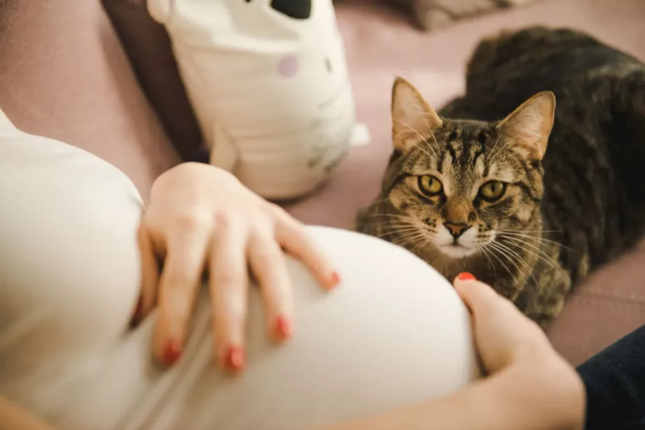 pisica și femeia gravidă; sursă foto: better with cats