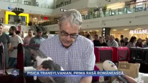 Prima rasă de pisică românească. Ce exemplar frumos!