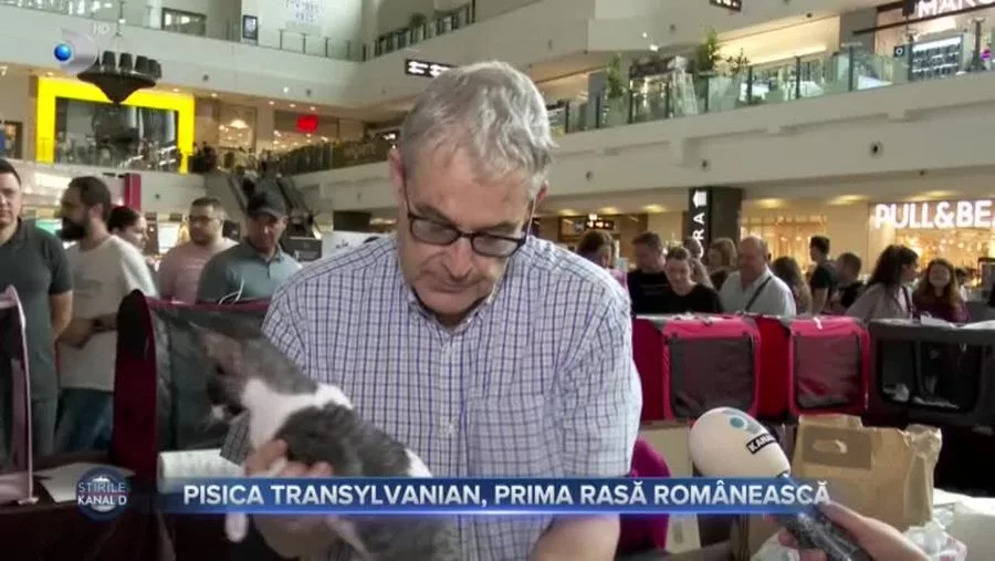 Prima rasă de pisică românească. Ce exemplar frumos!