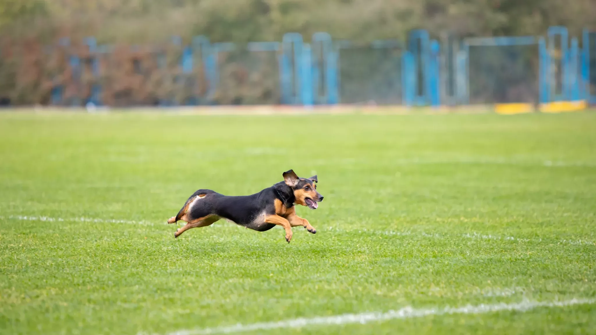 Câinelui tău îi place să se rostogolească: Un câine fotbalist 